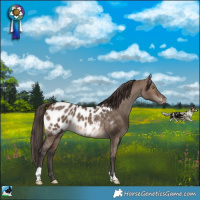 Horse Color:Brown Dun Appaloosa Rabicano