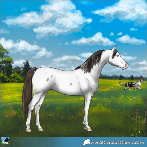 Horse Color:Brown Dun Appaloosa Rabicano 