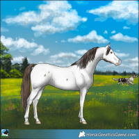 Horse Color:Brown Dun Near Fewspot Rabicano 