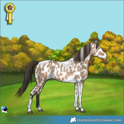 Horse Color:Bay Dun Tobiano Appaloosa Rabicano 
