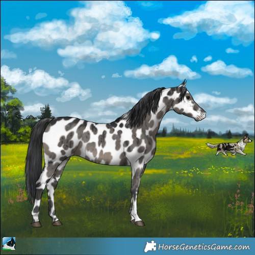 Horse Color:Grullo Appaloosa Rabicano Brindle 