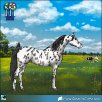 Horse Color:Grullo Appaloosa Rabicano Brindle 