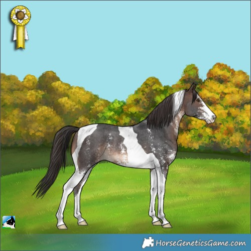 Horse Color:Brown Sabino Tobiano Rabicano 