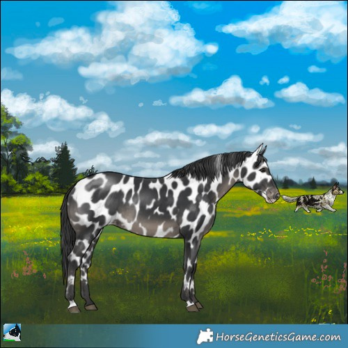 Horse Color:Black Appaloosa Rabicano 