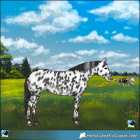 Horse Color:Black Appaloosa Rabicano