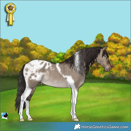 Horse Color:Brown Dun Tobiano Appaloosa Rabicano 