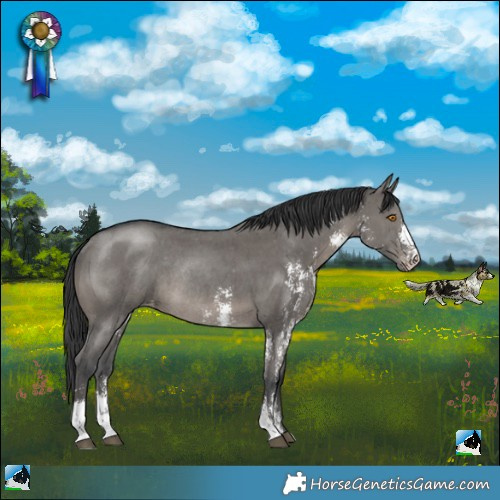 Horse Color:Grullo Sabino Appaloosa Rabicano 