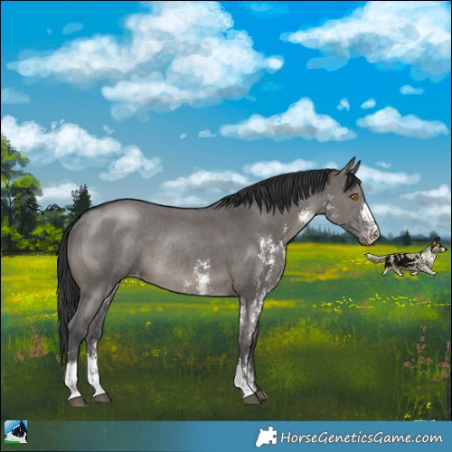 Horse Color:Grullo Sabino Appaloosa Rabicano 