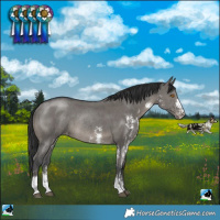 Horse Color:Grullo Sabino Varnish Rabicano 