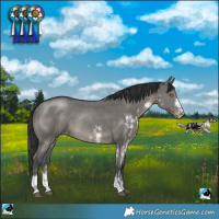 Horse Color:Grullo Sabino Varnish Rabicano 