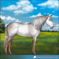 Horse Color:Gray Chestnut