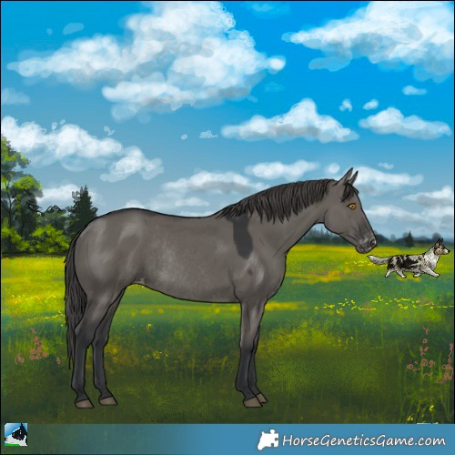 Horse Color:Grullo Appaloosa Rabicano 