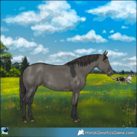 Horse Color:Grullo Appaloosa Rabicano 