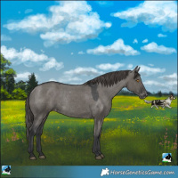 Horse Color:Grullo Varnish Rabicano