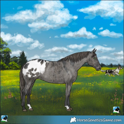 Horse Color:Grullo Blanket Rabicano Brindle