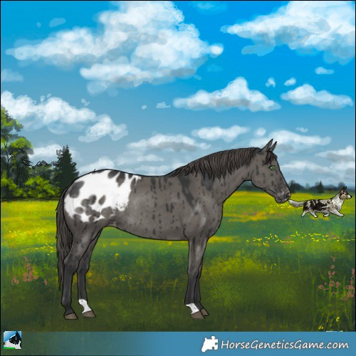 Horse Color:Grullo Appaloosa Rabicano Brindle 