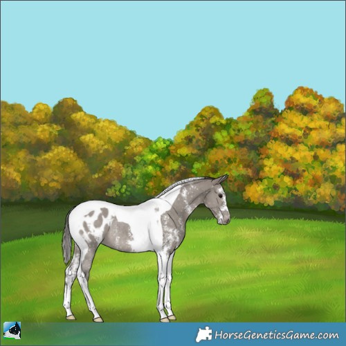 Horse Color:Grullo Sabino Tobiano Appaloosa Rabicano 