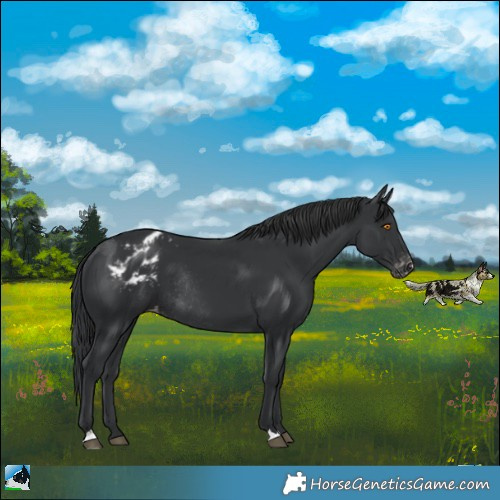 Horse Color:Black Appaloosa Rabicano 