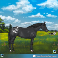 Horse Color:Black Blanket Rabicano