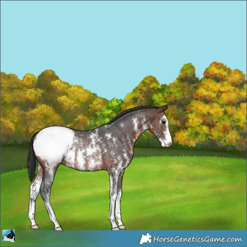 Horse Color:Brown Sabino Appaloosa Rabicano 