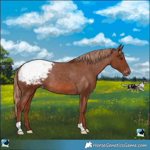 Horse Color:Chestnut Snowcap Rabicano 