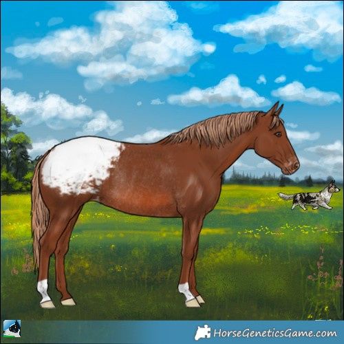 Horse Color:Chestnut Appaloosa Rabicano 