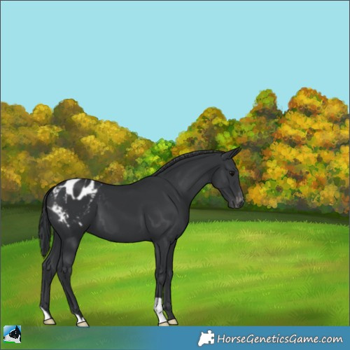 Horse Color:Black Blanket 