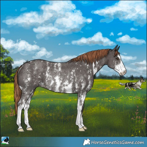Horse Color:Liver Chestnut Sabino Appaloosa Rabicano 