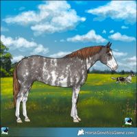 Horse Color:Liver Chestnut Sabino Varnish Rabicano