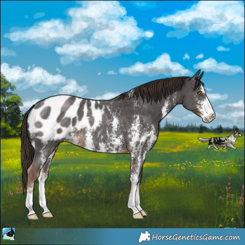Horse Color:Liver Chestnut Sabino Appaloosa Rabicano 