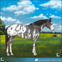 Horse Color:Liver Chestnut Sabino Blanket Rabicano 