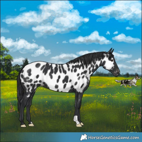 Horse Color:Black Appaloosa 