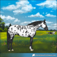 Horse Color:Black Near Leopard 