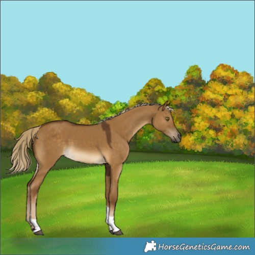 Horse Color:Chocolate Palomino Dun Tobiano Rabicano 