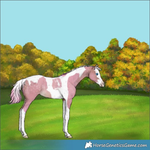 Horse Color:Watercolor Buckskin Dun Splash Tobiano Rabicano 