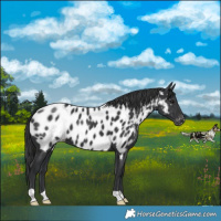 Horse Color:Black Near Leopard