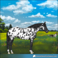 Horse Color:Black Appaloosa 