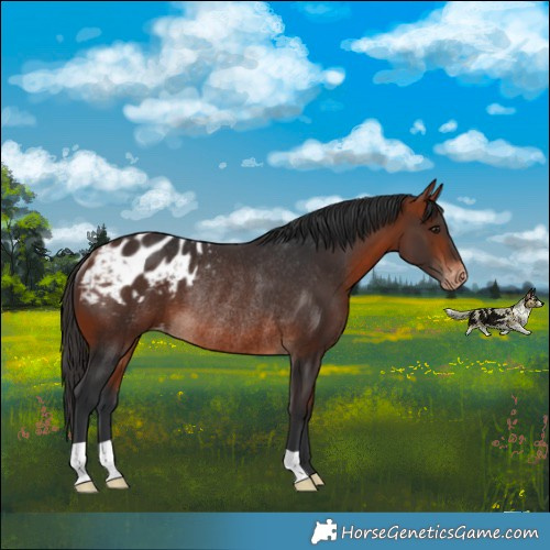 Horse Color:Bay Appaloosa Rabicano