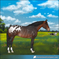 Horse Color:Bay Appaloosa Rabicano 