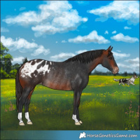 Horse Color:Bay Blanket Rabicano