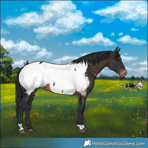 Horse Color:Brown Appaloosa 