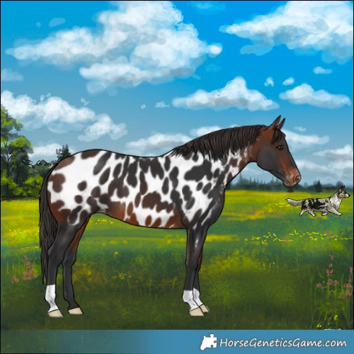Horse Color:Bay Near Leopard