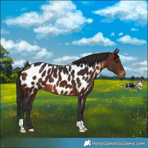 Horse Color:Bay Appaloosa 