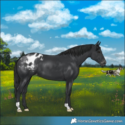 Horse Color:Black Appaloosa 