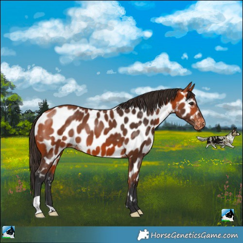 Horse Color:Bay Near Leopard