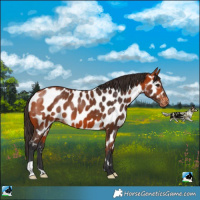 Horse Color:Bay Near Leopard