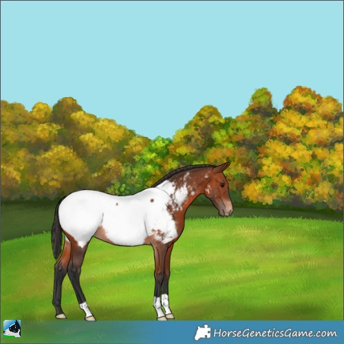Horse Color:Bay Near Fewspot Rabicano 