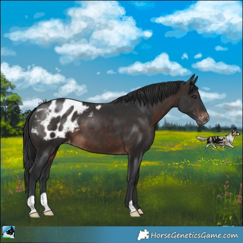 Horse Color:Brown Appaloosa 