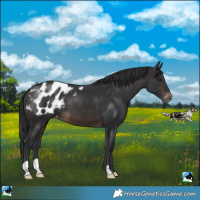 Horse Color:Brown Appaloosa