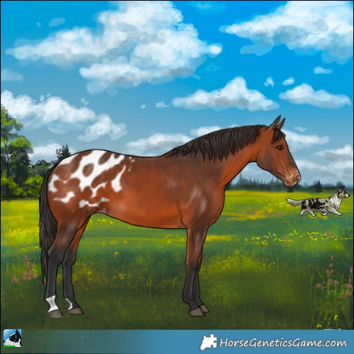 Horse Color:Bay Appaloosa 